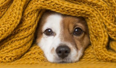 Sokak Köpekleri uyutulacak mı? 3 Haziran son dakika sokak hayvanları haberleri